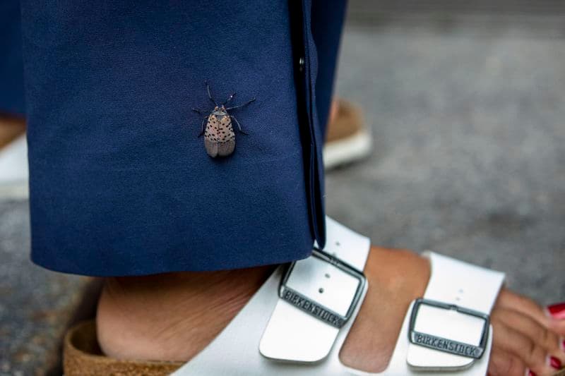 Las moscas linterna manchadas están prosperando en el noreste y podrían extenderse más lejos