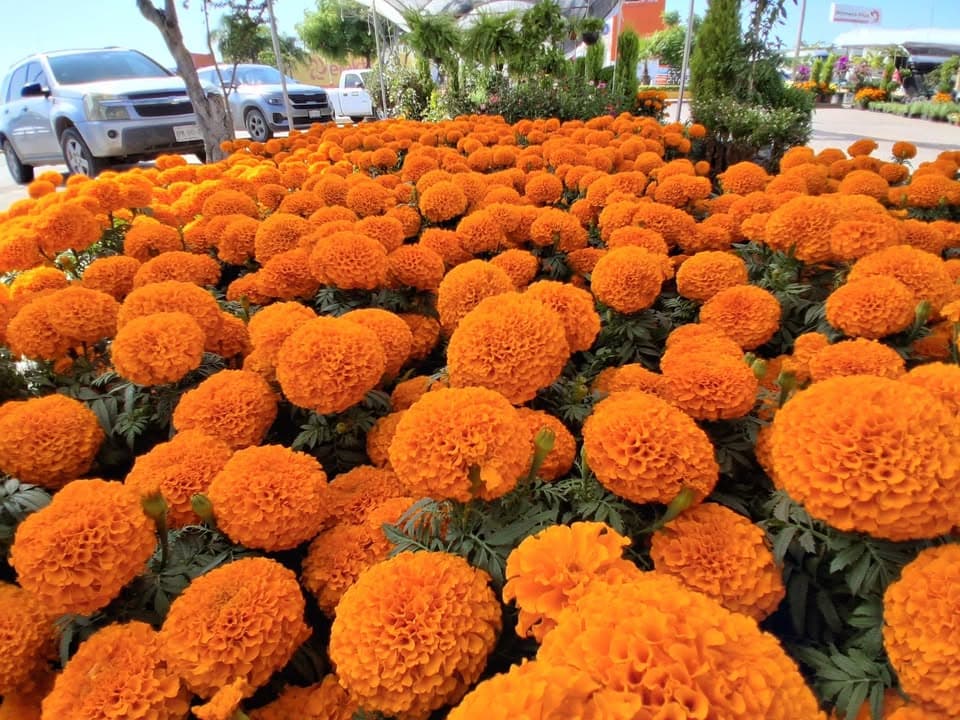 Llega la flor de cempasúchil a Mazatlán para engalanar el Dia de Muertos