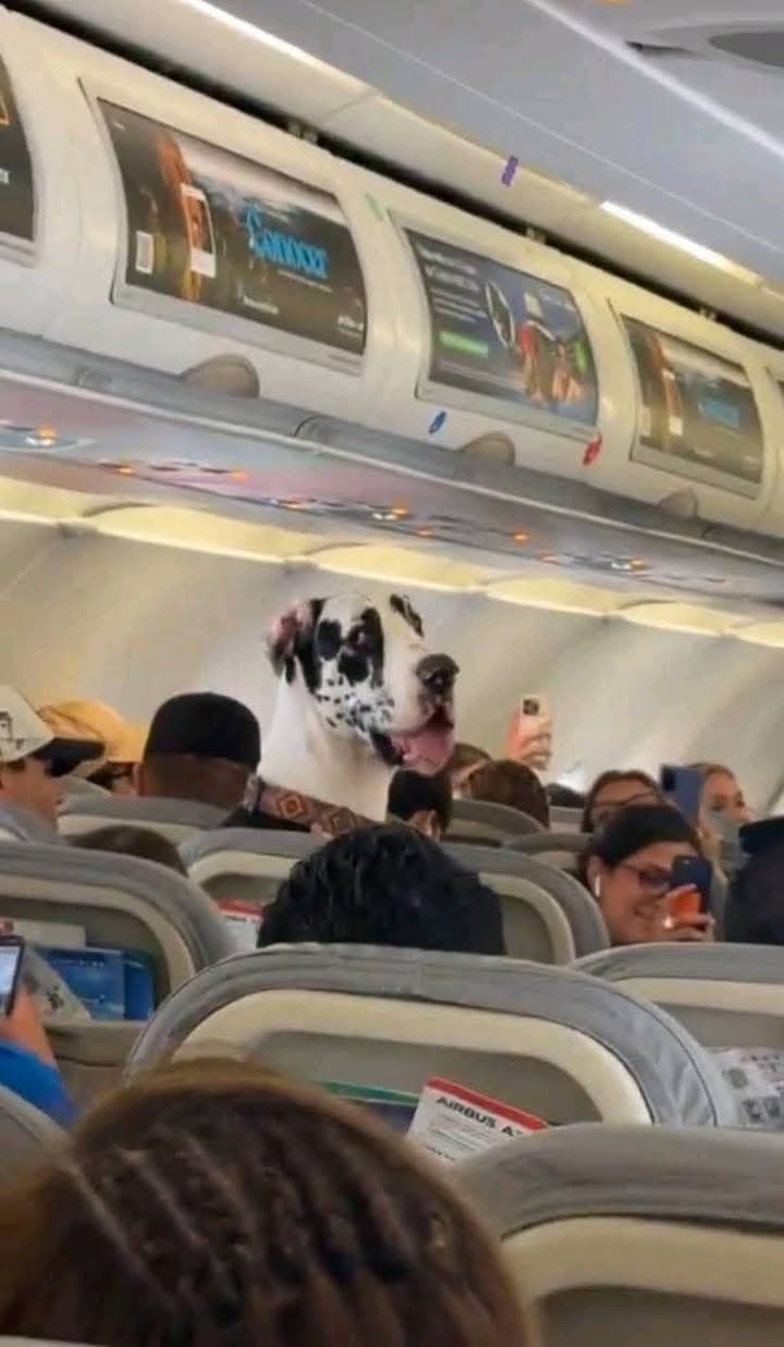 #LoQueCirculaEnRedes: 🐶 ❤️ ✈️ Gran Danés se vuelve viral al volar