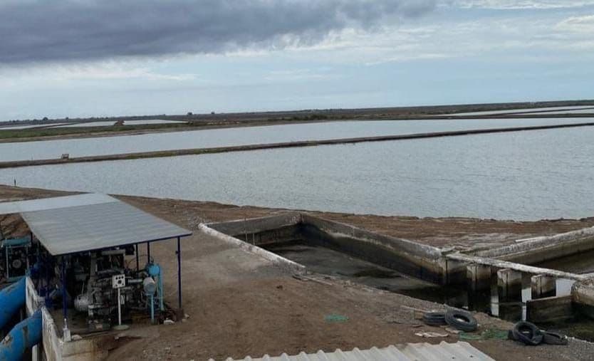 Crece 3 por ciento la producción de camarón acuicola en Sinaloa en 2025