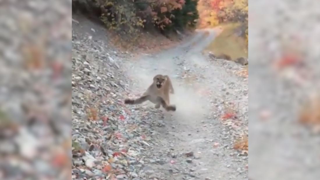 Un excursionista de Utah acechaba a un puma durante 6 minutos mientras retrocedía lentamente