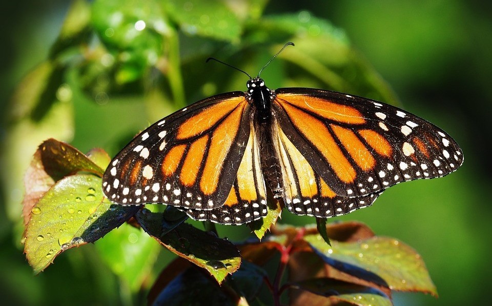 Mariposa monarca pasará por Tamaulipas