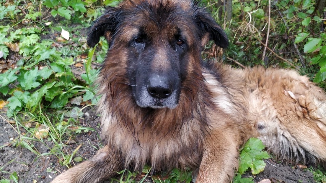Rusia. Perro sobrevive de inyección letal, escapa de tumba; caso viral