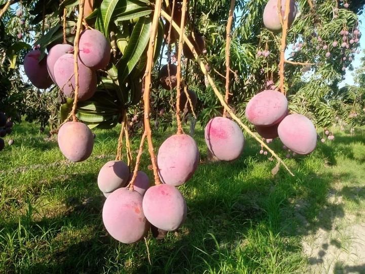 A la baja el precio del mango en el sur de Sinaloa A la baja el precio del mango en el sur de Sinaloa