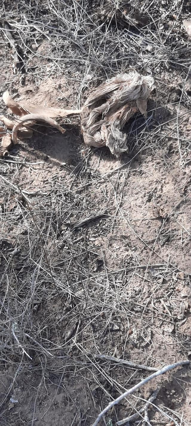 Localizan restos humanos en El Guachapori