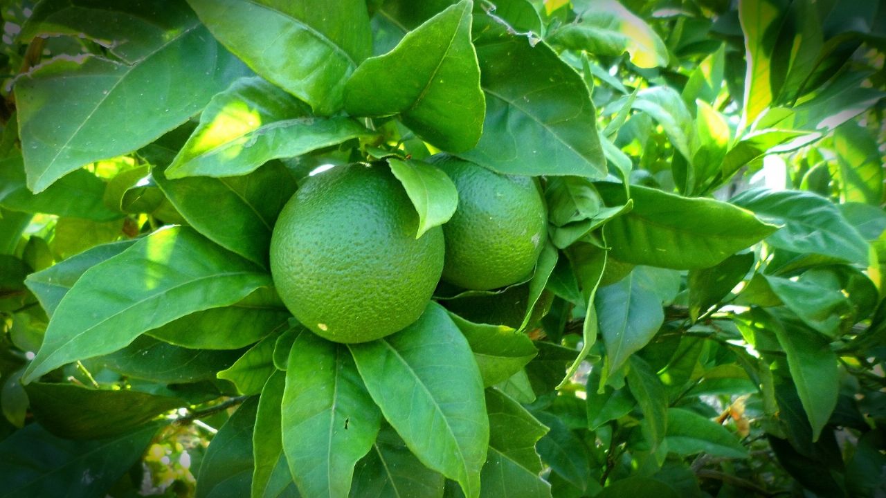 CÓMO CULTIVAR LIMONES EN MACETA.
De%20%251%24s&aoh=16327117692123&csi= CÓMO CULTIVAR LIMONES EN MACETA.
De%20%251%24s&aoh=16327117692123&csi=