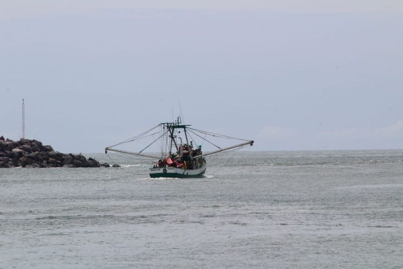 Temporada incierta; reportan poco camarón en altamar Temporada incierta; reportan poco camarón en altamar