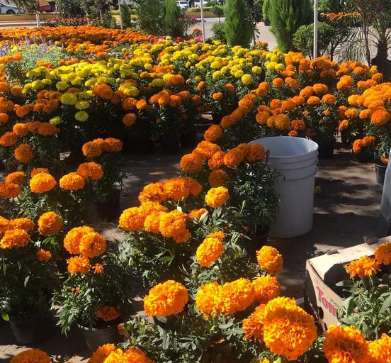 Aumentan 50% la venta de flores de cempasúchil en Mazatlán