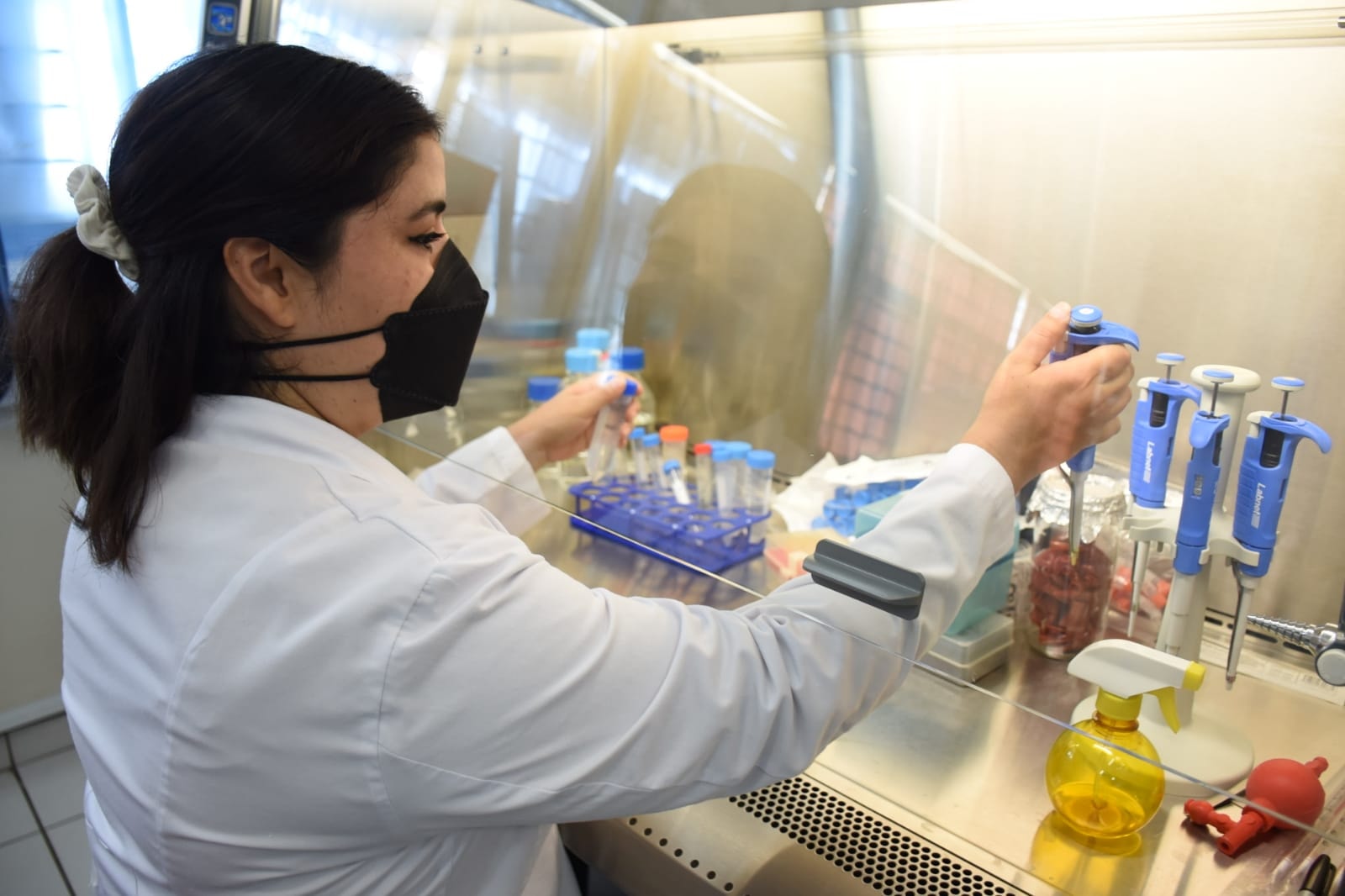 Detectan investigadores de la FCQB un nuevo tipo de salmonella que afecta a las Detectan investigadores de la FCQB un nuevo tipo de salmonella que afecta a las