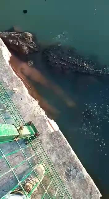 COCODRILO ATACA A UN HOMBRE Y ARRASTRA SU CADAVER EN LAGUNA DE TAMPICO. COCODRILO ATACA A UN HOMBRE Y ARRASTRA SU CADAVER EN LAGUNA DE TAMPICO.