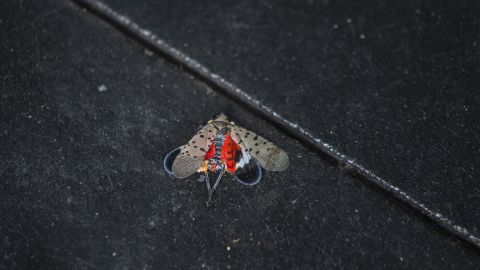 Una mosca linterna muerta en Manhattan en agosto. Los entimólogos le dijeron a FGTELEVISION que recomiendan aplastar los insectos para ayudar a prevenir su propagación.