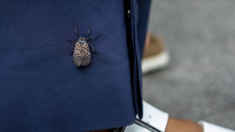 Una mosca linterna manchada en la pierna de un peatón de la ciudad de Nueva York.