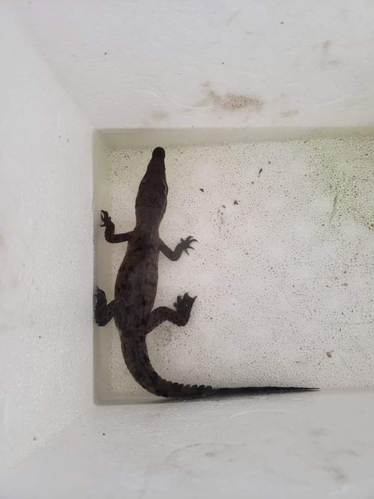 CAPTURAN CRÍA DE COCODRILO EN SANTA FÉ, ACUARIO MAZATLÁN RESGUARDA AL REPTIL CAPTURAN CRÍA DE COCODRILO EN SANTA FÉ, ACUARIO MAZATLÁN RESGUARDA AL REPTIL