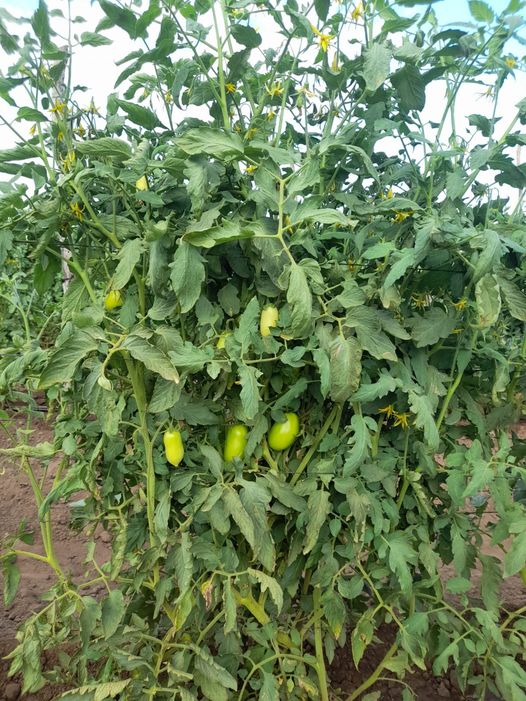 Cosecha de chiles se esperan a mediados de noviembre en Mazatlán Cosecha de chiles se esperan a mediados de noviembre en Mazatlán