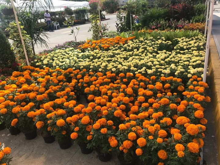 Empieza la venta de flor de Cempasúchil en Mazatlán Empieza la venta de flor de Cempasúchil en Mazatlán