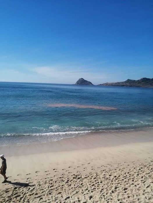 ALERTAN POR MAREA ROJA EN PLAYAS DE MAZATLÁN ALERTAN POR MAREA ROJA EN PLAYAS DE MAZATLÁN