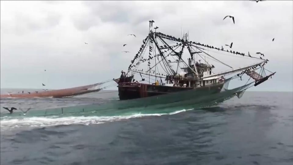 Exhortan a un buen manejo de excluidores de tortugas en la pesca Exhortan a un buen manejo de excluidores de tortugas en la pesca
