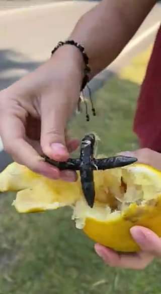 ESCONDIDA EN ESTA NARANJA HAY UNA TRAMPA QUE PUEDE SER MORTAL.