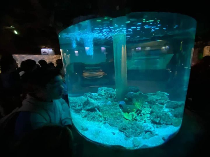 Especies de Acuario Mazatlán no se van a Veracruz: Pablo Rojas Zepeda Especies de Acuario Mazatlán no se van a Veracruz: Pablo Rojas Zepeda