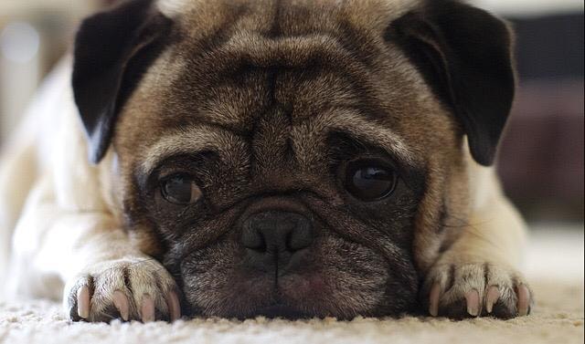 Perros pug presentan una serie de enfermedades que afectan su calidad de vida Perros pug presentan una serie de enfermedades que afectan su calidad de vida