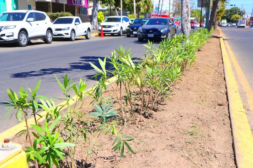 *Servicios públicos trabaja en la mejora urbana de avenida Miguel Alemán.* *Servicios públicos trabaja en la mejora urbana de avenida Miguel Alemán.*