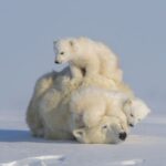 230331144947-the-new-big-5-polar-bears-hao-jiang-2.jpg