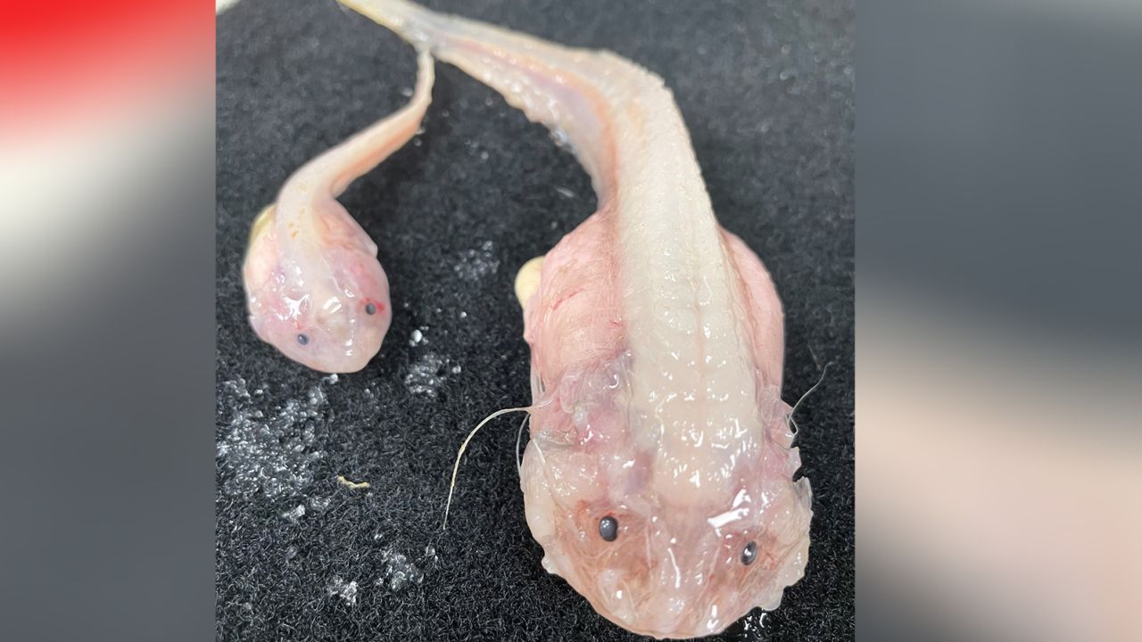 Estos dos peces fueron capturados a una profundidad de poco más de 8.000 metros en la Fosa de Japón en el Océano Pacífico norte. 