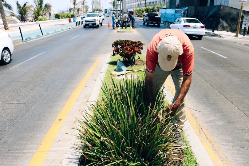 *Dan mantenimiento a jardinería y palapas del paseo costero previo a las lluvias