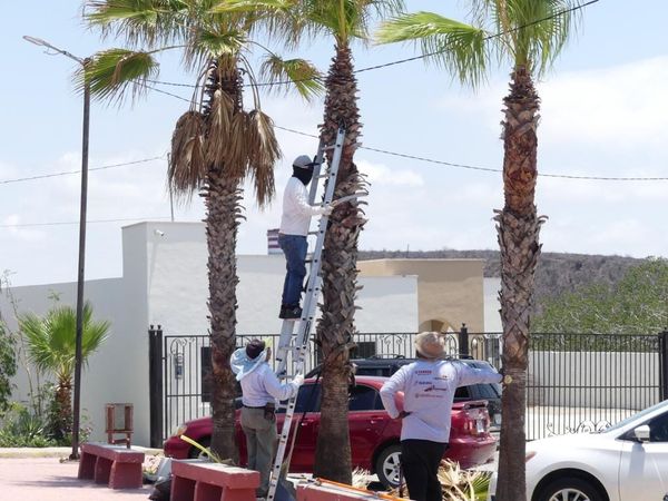 Da inicio intensa jornada de limpieza de Topolobampo los fines de semana, desde