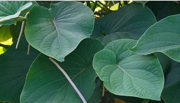 LAS MAGNÍFICAS PROPIEDADES DIGESTIVAS DE LA HIERBA SANTA.