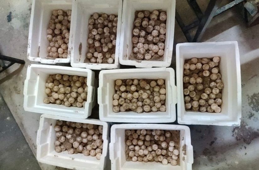 Logran la protección de 17 nidos de tortuga con cerca de mil 600 huevos en está