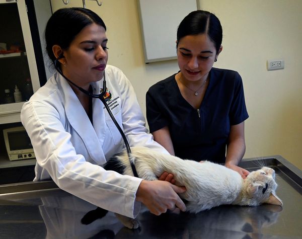 Maltrato animal, un problema que debe atenderse desde los malos hábitos en casa