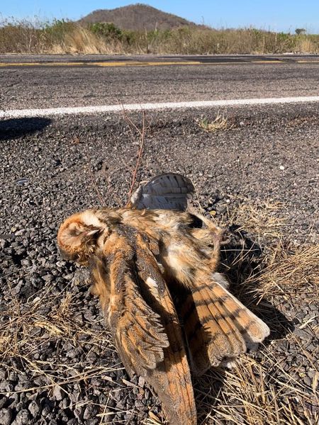 Estudio revela el alto impacto que sufren las especies en las carreteras de Sina Estudio revela el alto impacto que sufren las especies en las carreteras de Sina