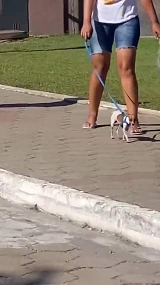 Esta ternurita seguro doblega al más antiperruno del planeta…