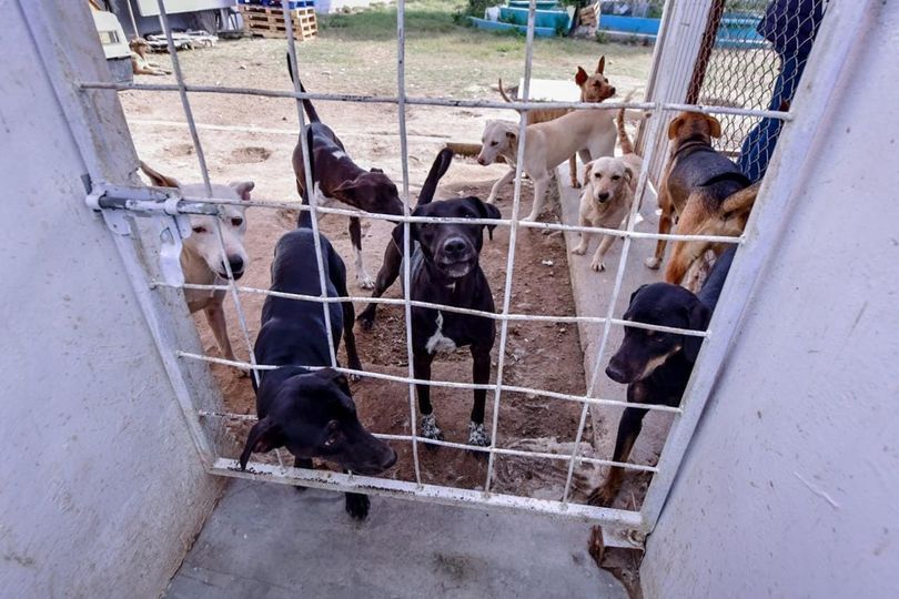 *Buscan mitigar sobre población de animales callejeros.*