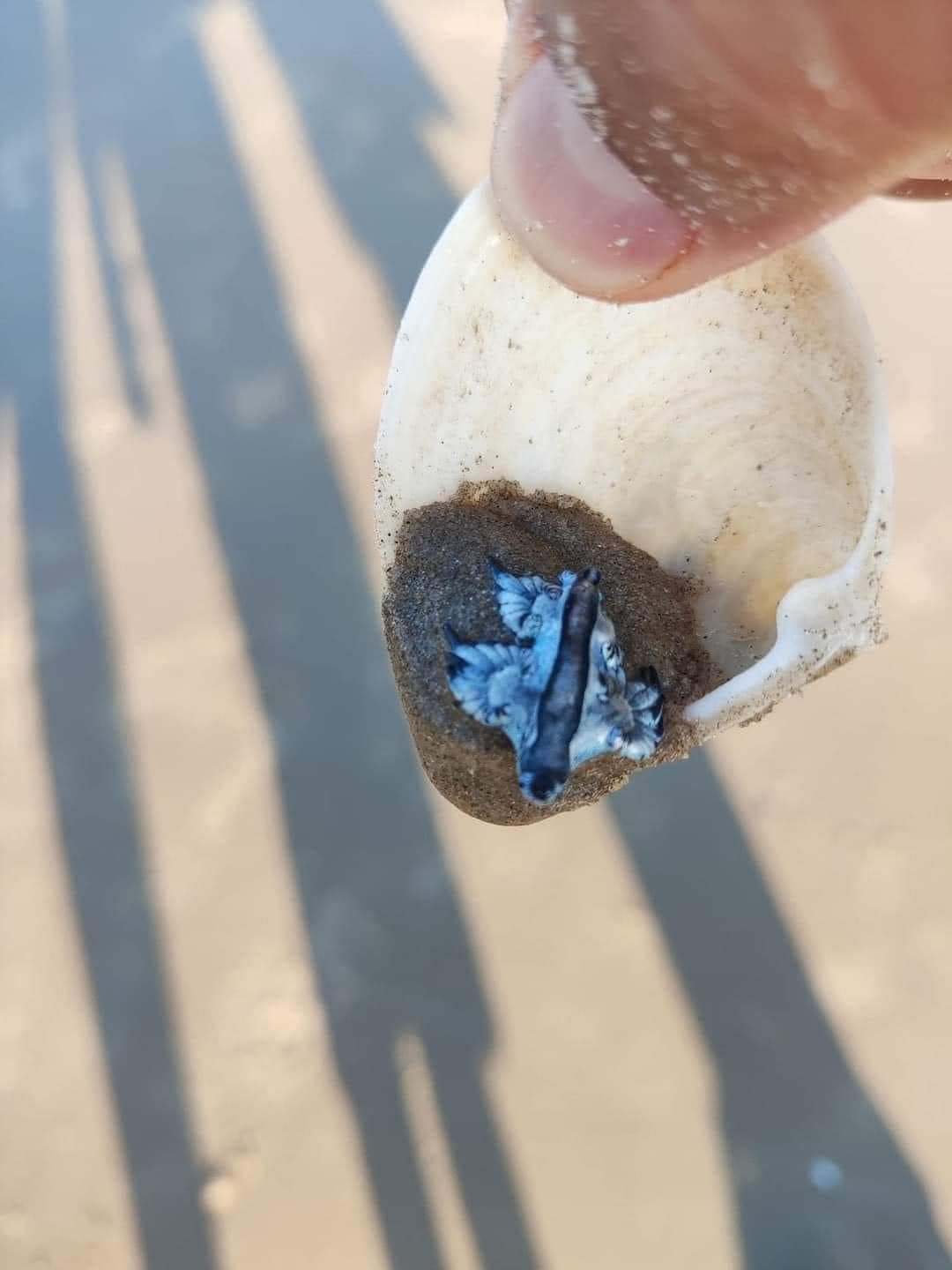 EN MATAMOROS, TAMAULIPAS APARECE DRAGÓN AZUL EN PLAYA EL MEZQUITAL. Los turistas