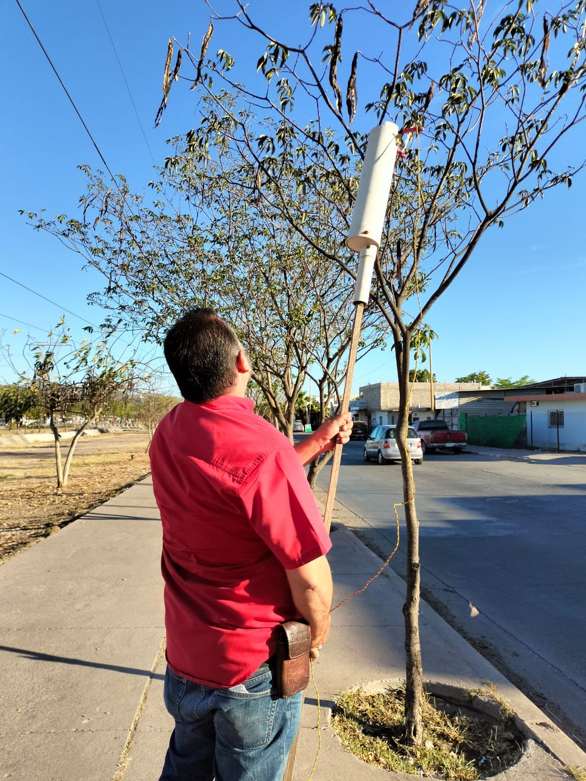 Ante las actuales condiciones, es necesario reforestar Sinaloa con especies nati