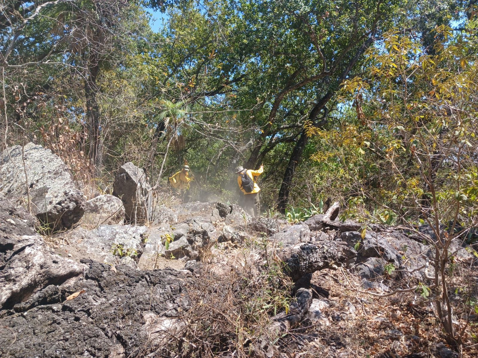 Controlan un 90 por ciento incendio forestal en Elota Controlan un 90 por ciento incendio forestal en Elota