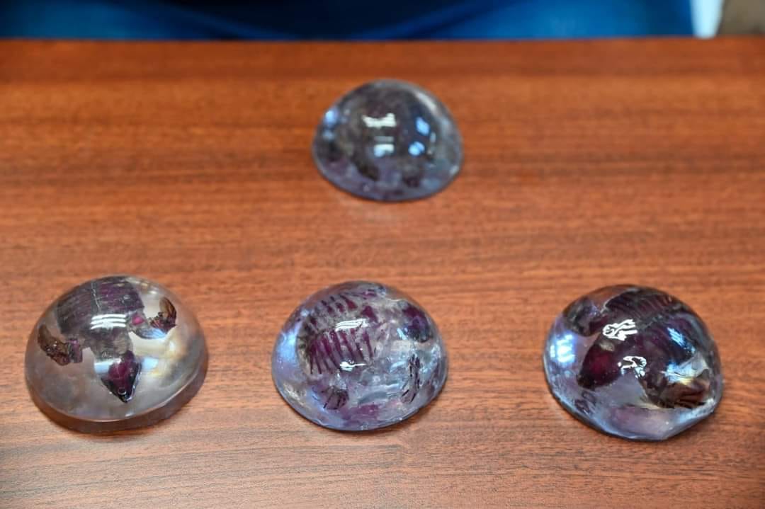 Estudiante de Biología de la UAS logra técnica para transparentar tortugas marin Estudiante de Biología de la UAS logra técnica para transparentar tortugas marin