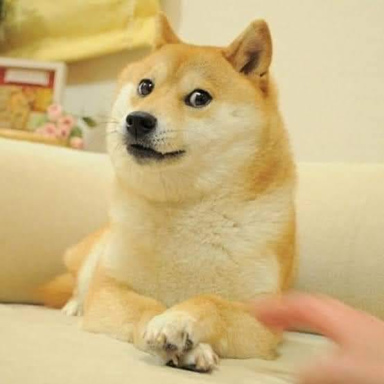 Kabosu, la famosa shiba inu que inspir贸 el meme Doge y la criptomoneda Dogecoin Kabosu, la famosa shiba inu que inspir贸 el meme Doge y la criptomoneda Dogecoin