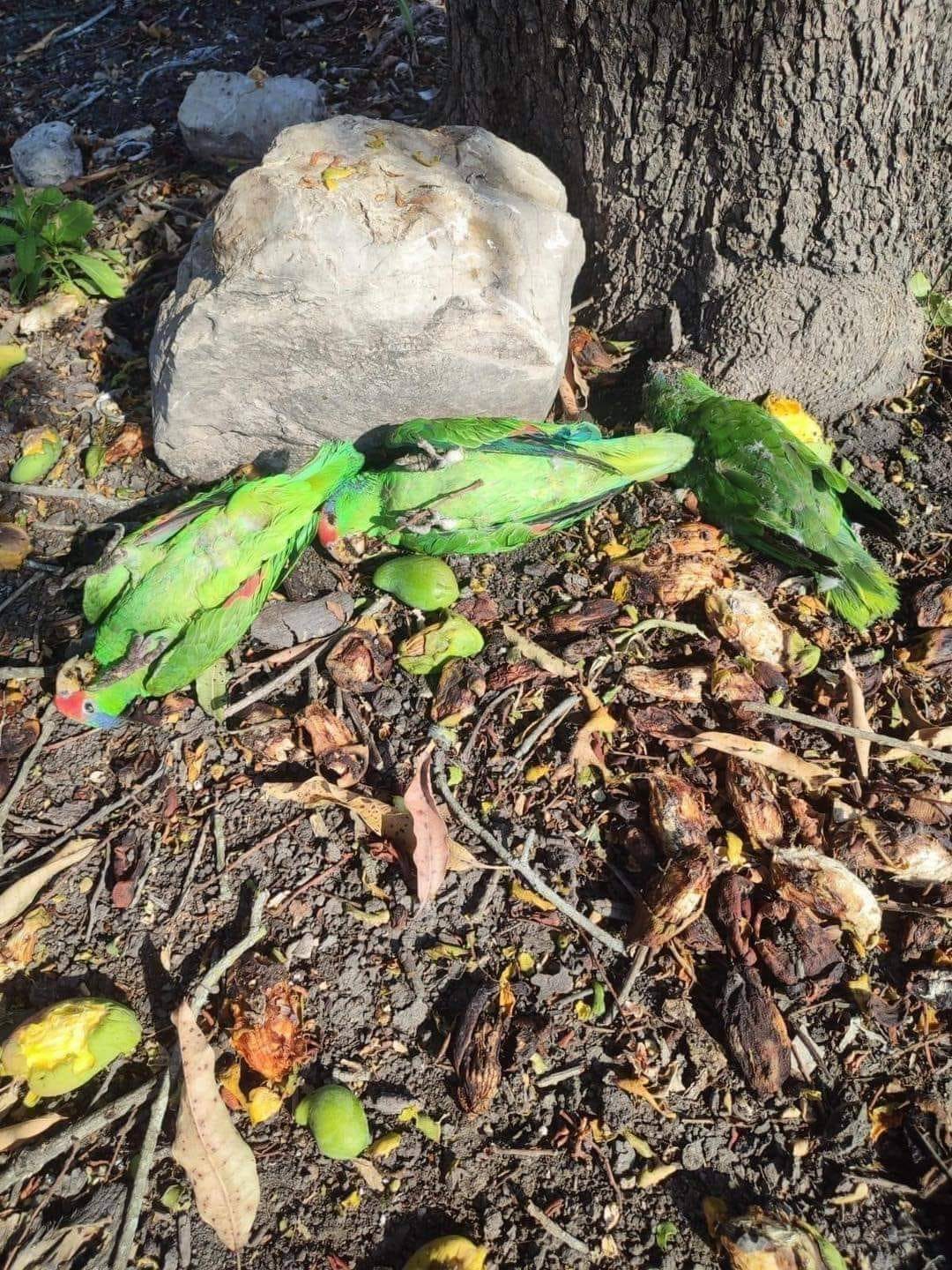 𝗠𝗜𝗟𝗘𝗦 𝗗𝗘 𝗔𝗩𝗘𝗦 𝗖𝗔𝗘𝗡 𝗠𝗨𝗘𝗥𝗧𝗔𝗦 𝗣𝗢𝗥 𝗧𝗘𝗠𝗣𝗘𝗥𝗔𝗧𝗨𝗥𝗔𝗦 𝗗𝗘 𝗛𝗔𝗦𝗧𝗔 𝟱𝟭° En diversos estados del