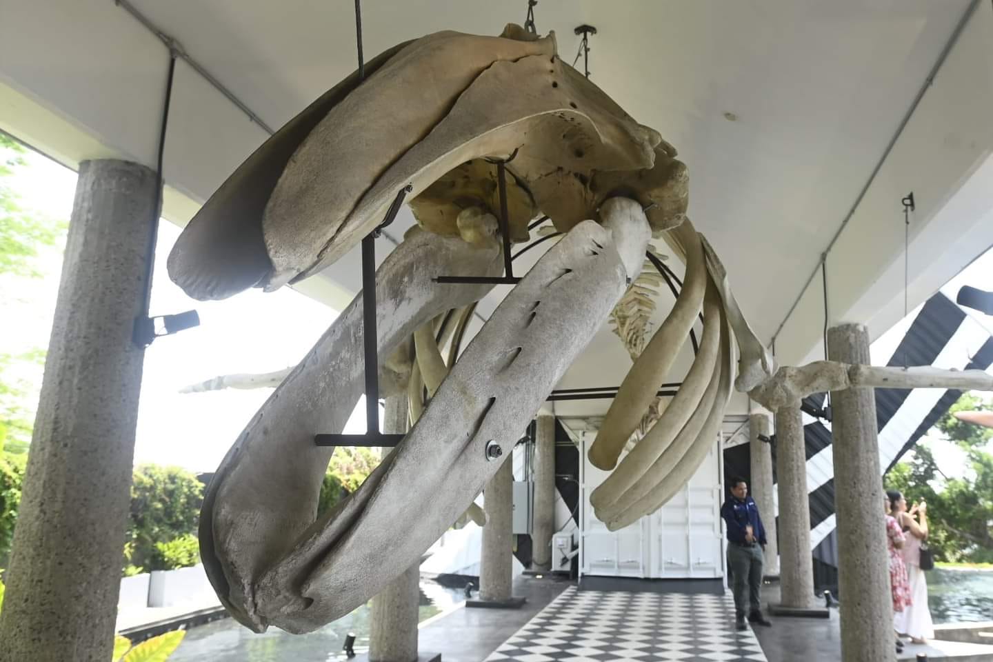Museo Nacional de la Ballena abrirá sus puertas el 23 de julio en Mazatlán Museo Nacional de la Ballena abrirá sus puertas el 23 de julio en Mazatlán
