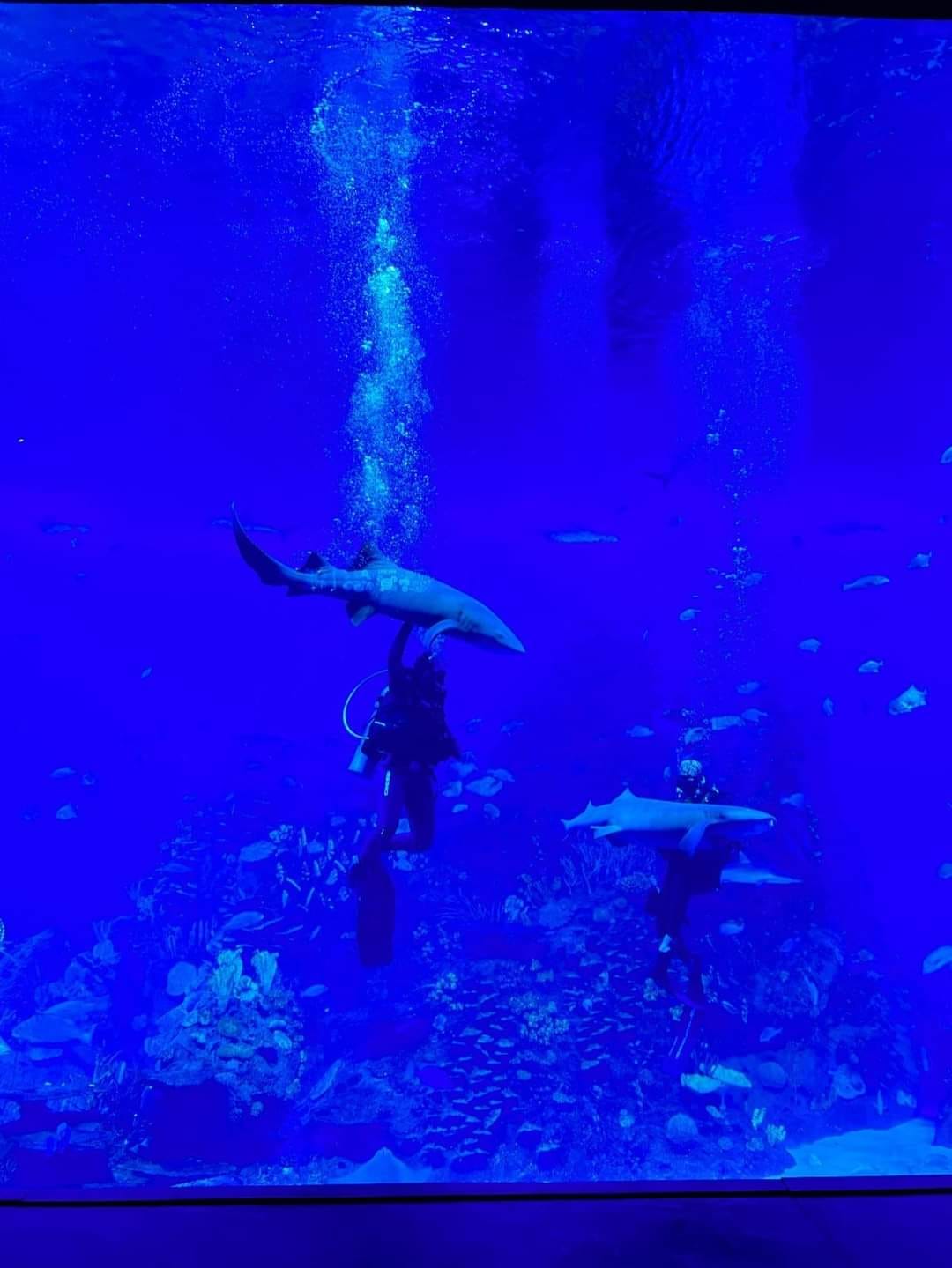 Shark Nights en Gran Acuario, es una experiencia que te acerca a los tiburones,