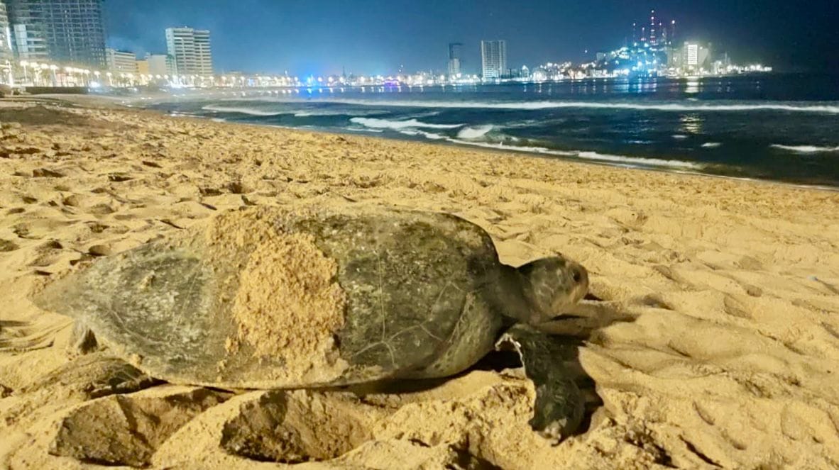 *Visita nuevamente playas del puerto de Mazatlán tortuga negra.*