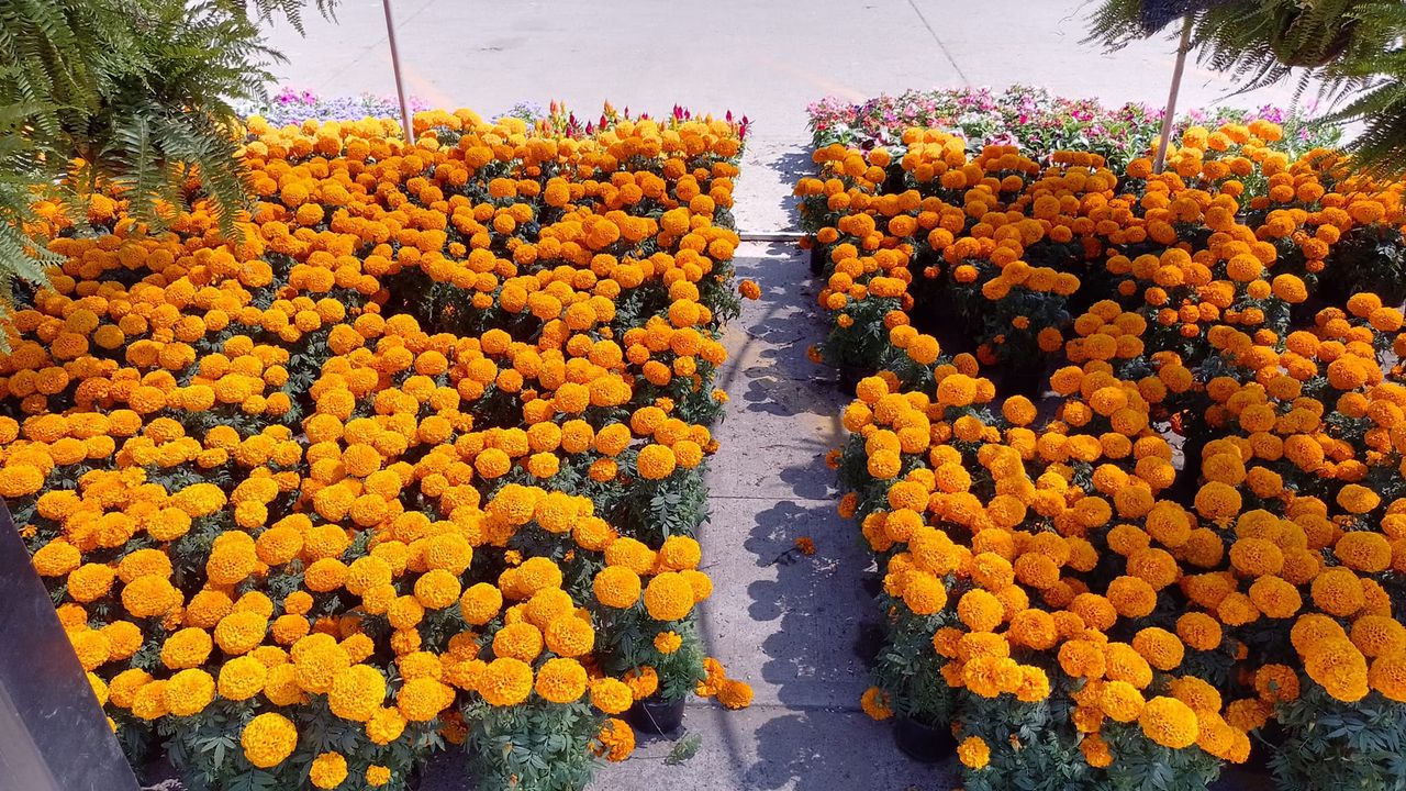Llegan las flores de cempasúchilt a Mazatlán para celebrar el Dia de Muertos