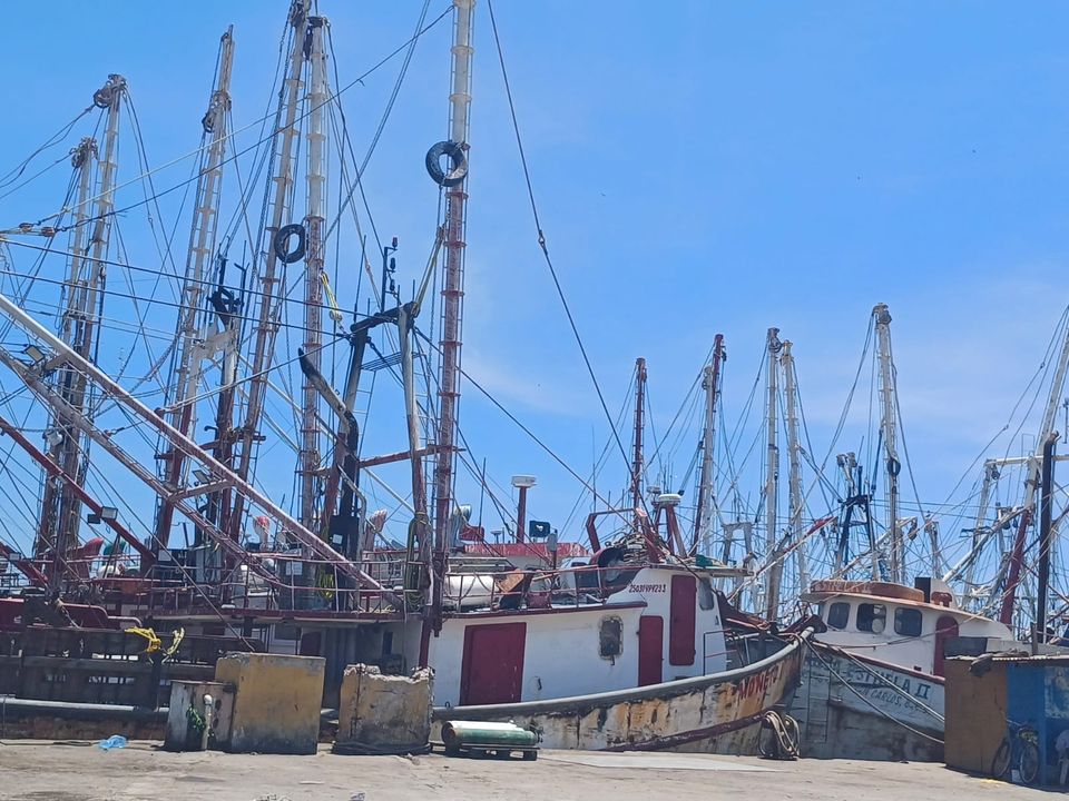 Regresan a Mazatlán 65 embarcaciones que salieron a pescar camarón a altamar Regresan a Mazatlán 65 embarcaciones que salieron a pescar camarón a altamar