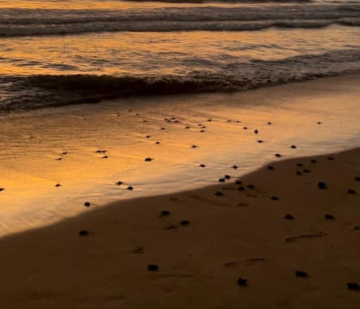 Concluye temporada alta de anidación de la tortuga marina Concluye temporada alta de anidación de la tortuga marina