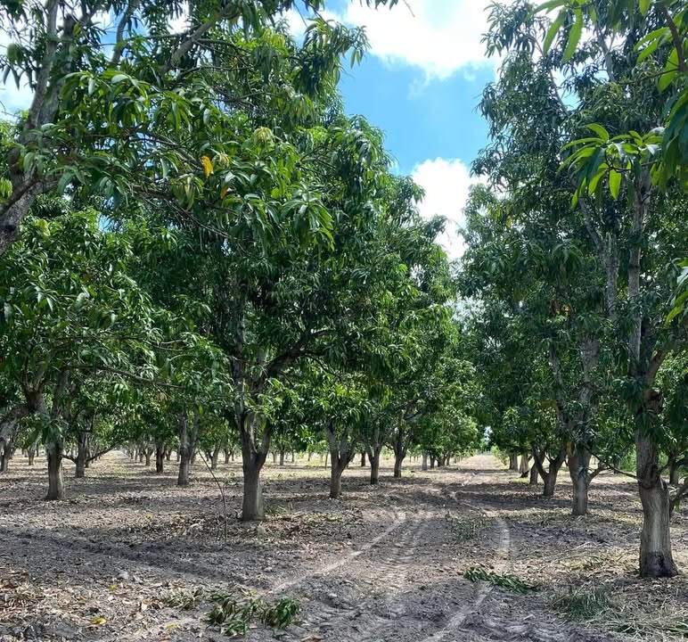 Mangos recuperan periodo de floración en el sur de Sinaloa