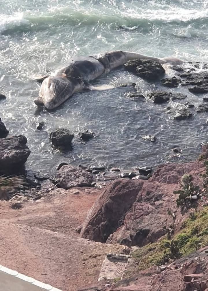 Otra ballena aparece sin vida en Mazatlán 🐋🚨