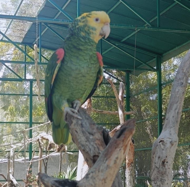 En Casa Guacamaya del Gran Acuario Mazatlán habitan mas de 50 aves decomisadas o rescatadas En Casa Guacamaya del Gran Acuario Mazatlán habitan mas de 50 aves decomisadas o rescatadas